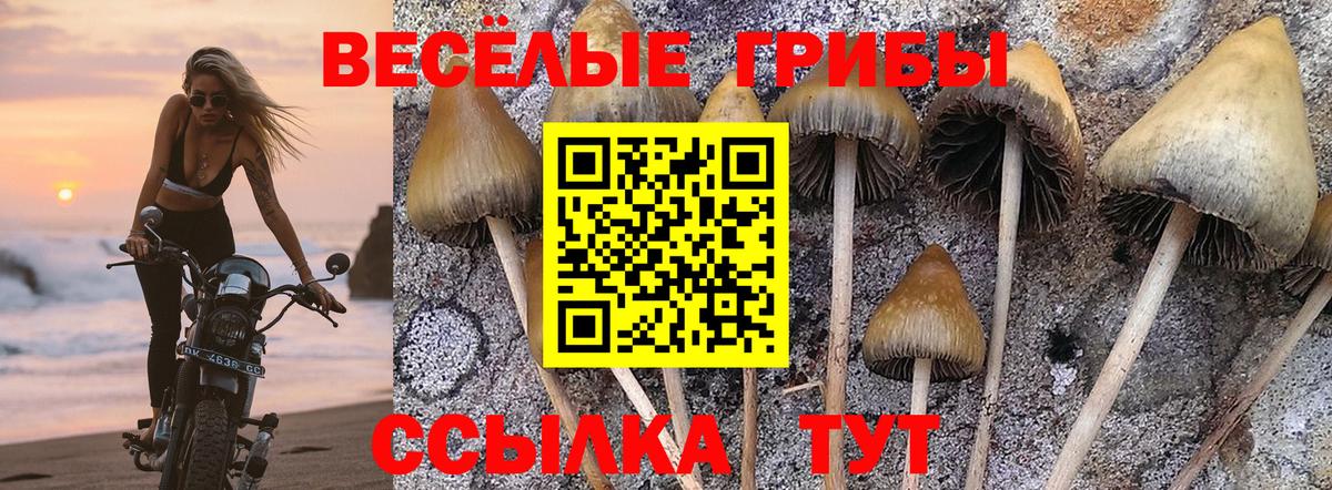Солнечногорск  Галлюциногенные грибы Cubensis  Вход с VPN 